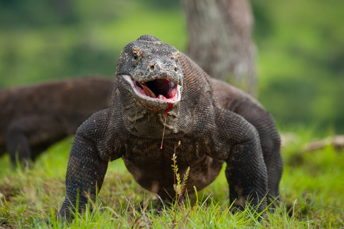 A hard coating of iron makes Komodo dragons' serrated teeth even tougher – and dinosaurs such as T-Rex may have had something similar