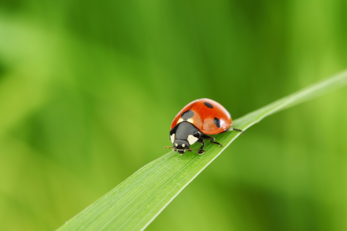 Researchers have measured the smallest gravitational pull yet – equivalent to about the mass of a ladybug