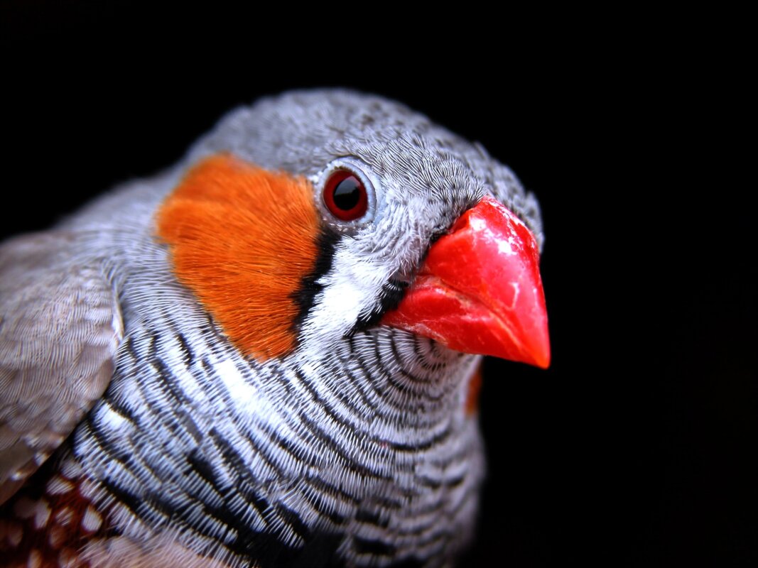 Decoding the verbal language of birds earns scientist lucrative prize