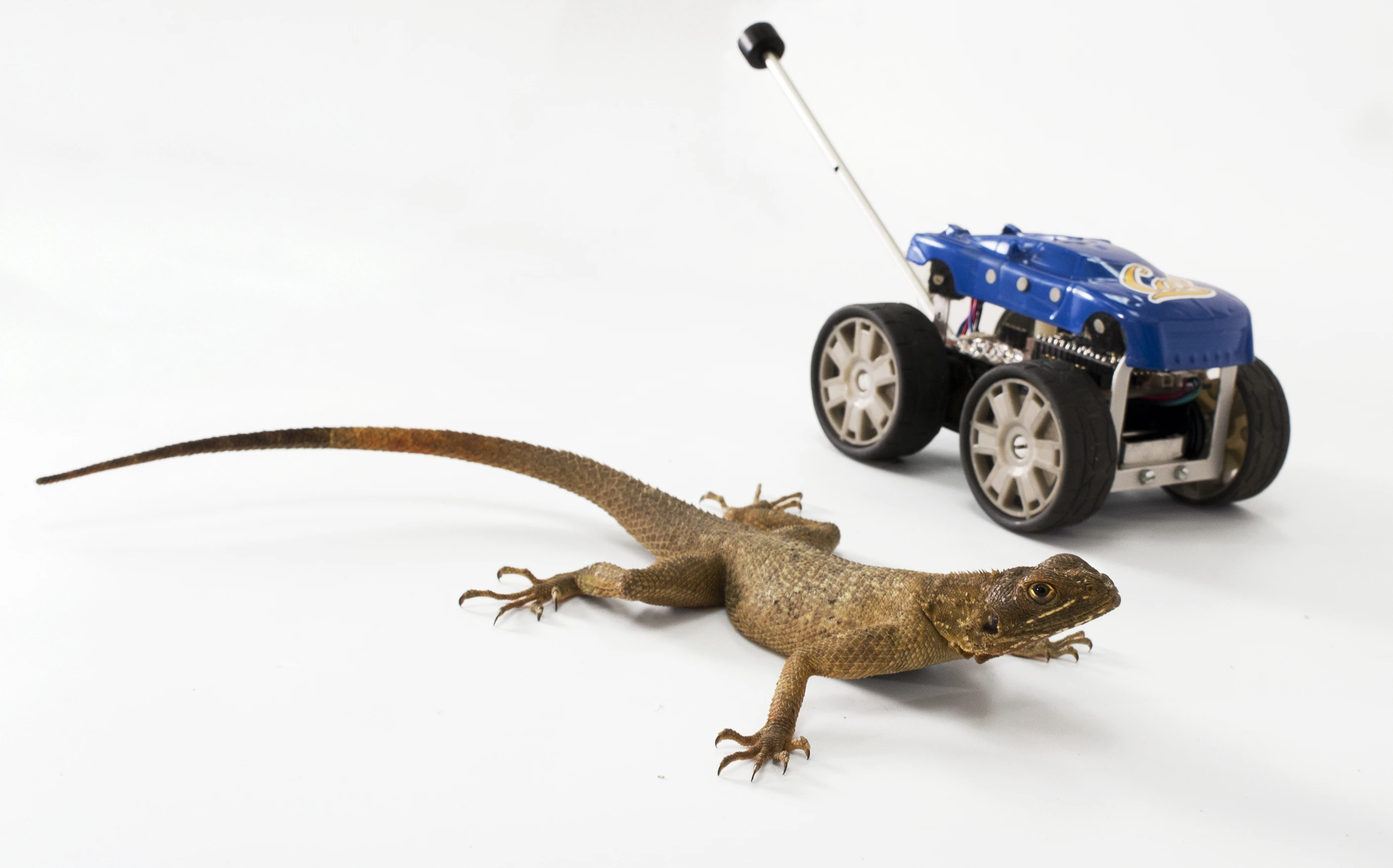 An African Agama lizard, and Tailbot