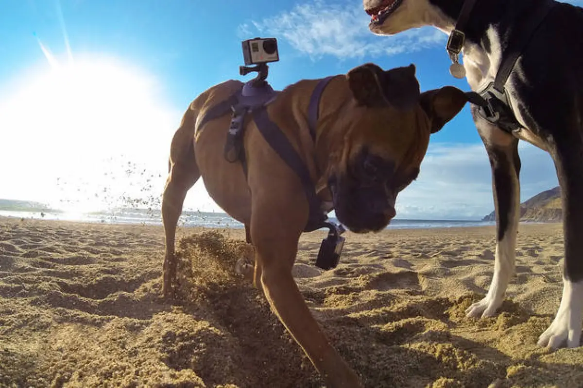 The GoPro Fetch is a harness that lets GoPro user's mount their cameras on their dogs