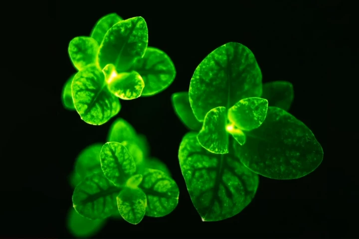 The effect is most powerful in areas of new growth