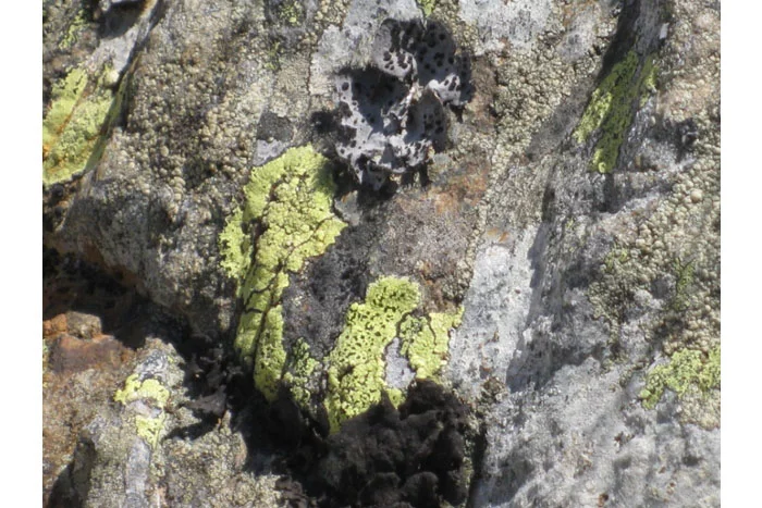 Lichens growing on rock are similar to how biological concrete works