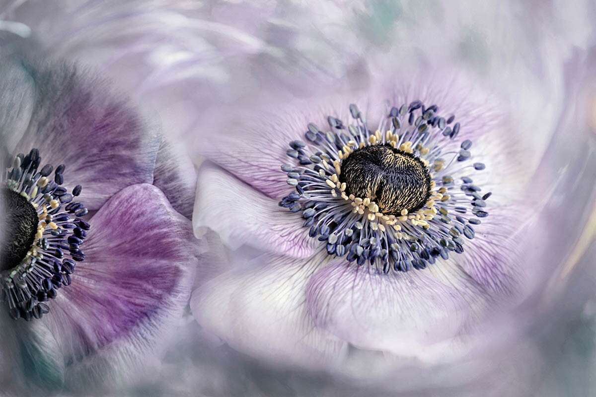 1st Place, Panta Rhei. Bremen, Germany. "Everything flows, the wonderful Anemone flowers from my garden are apparently in motion - they constantly change their shape and structure."