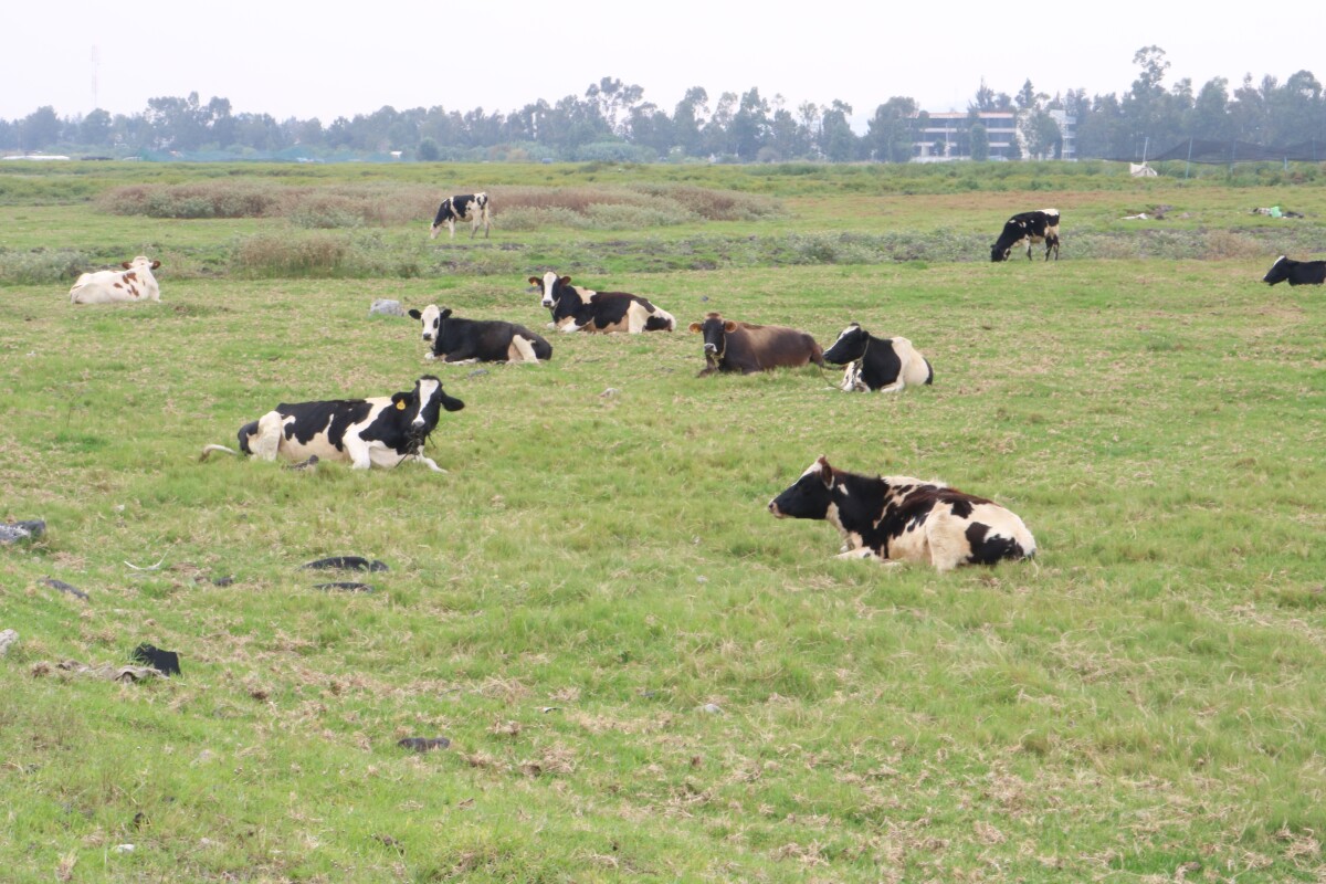 Cattle grazing on a dried chinampa field