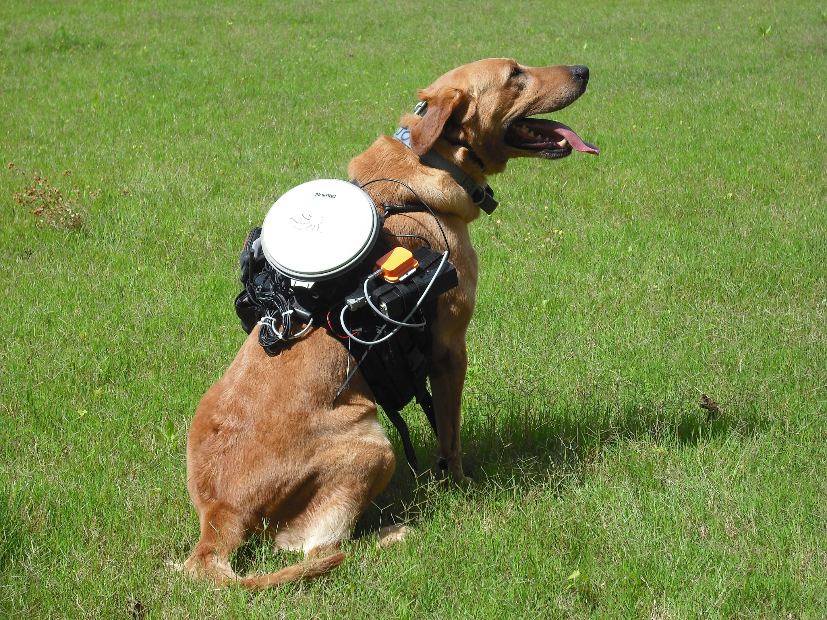 Major the dog, suited up with the control system