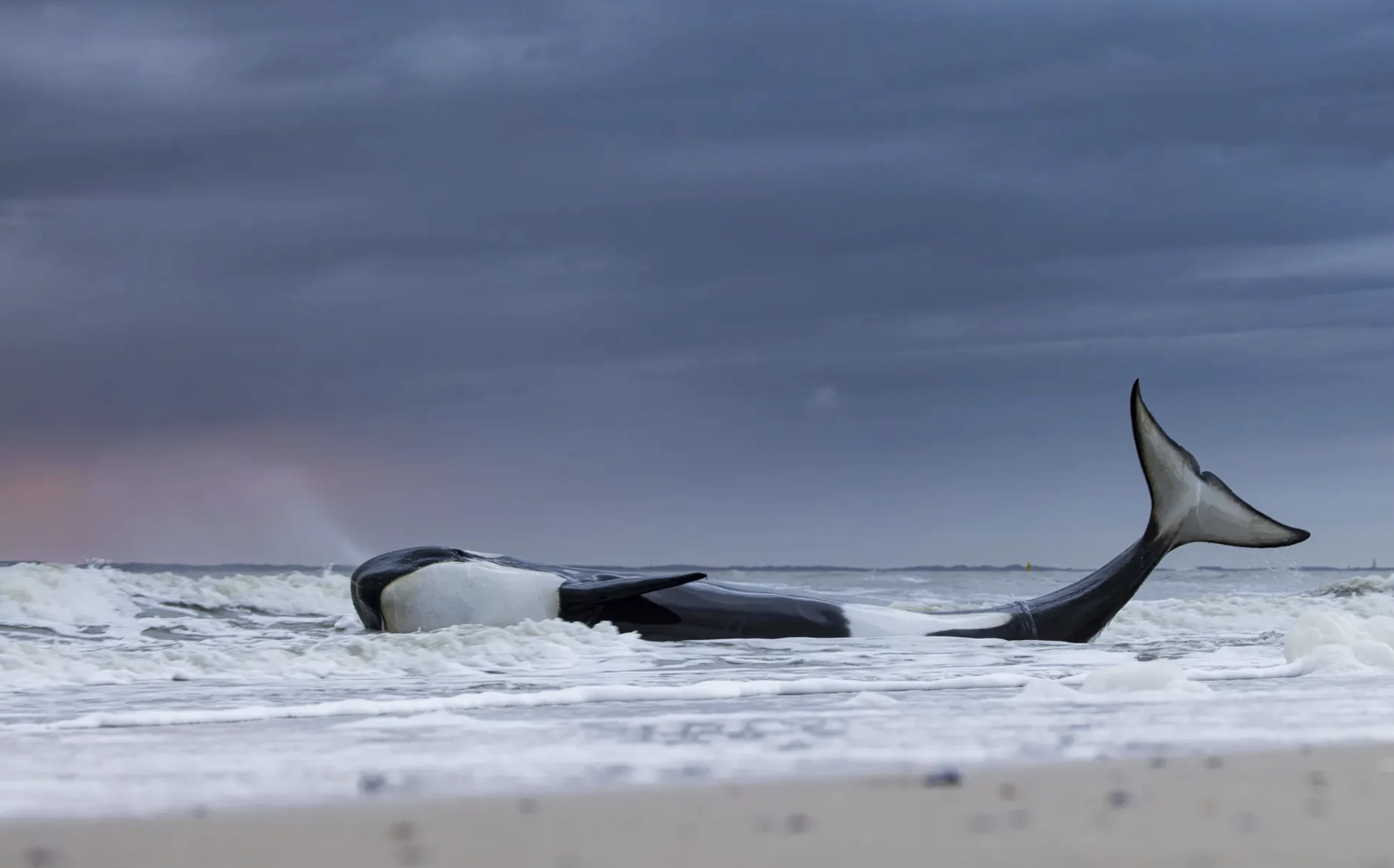 'Last gasp', Lennart Verheuvel (the Netherlands) – Oceans: The Bigger Picture winner. Canon EOS R5 + 100–500mm f4.5–7.1 lens at 100mm; 1/80 at f7.1; ISO 1250