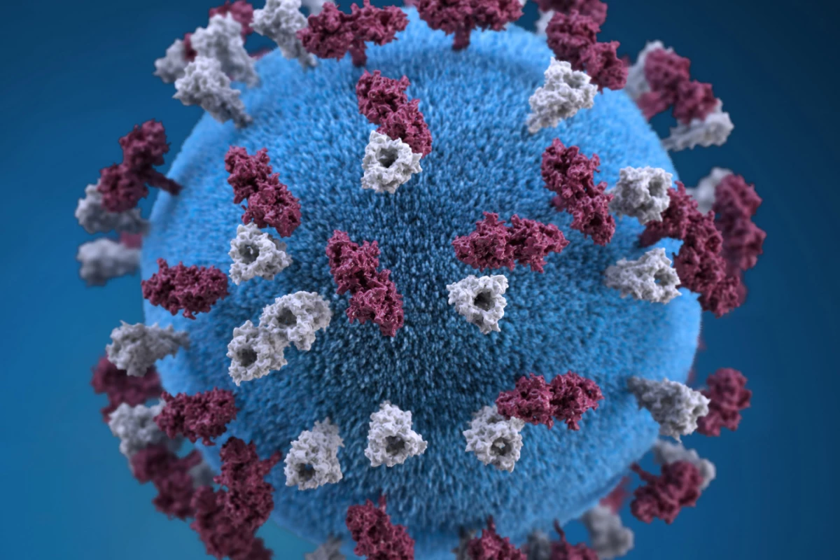 Infection with the measles virus was found to remove pre-existing antibodies from infected patients, making their immune systems weaker and more vulnerable to other viruses
