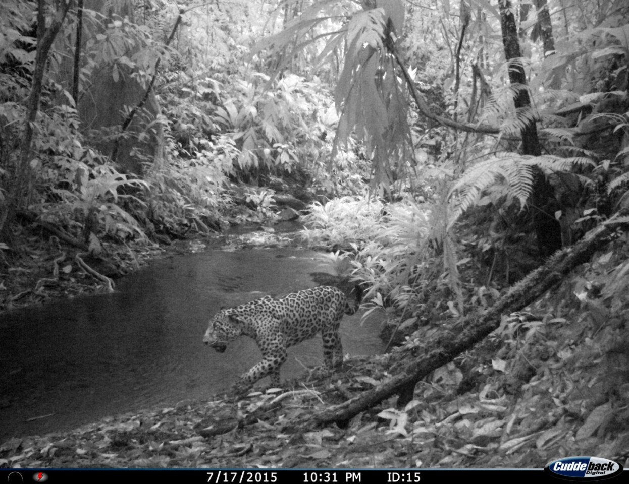 A jaguar spotted on a remote camera trap
