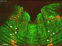 A confocoal miscroscope image of the pupal stage of fruit fly development, nerve cells that self-select to become sensory organ precursors (SOPs) are identified by arrows. These cells send chemical signals to neighboring cells, blocking them from becoming SOPs and causing them to fluoresce red in the image