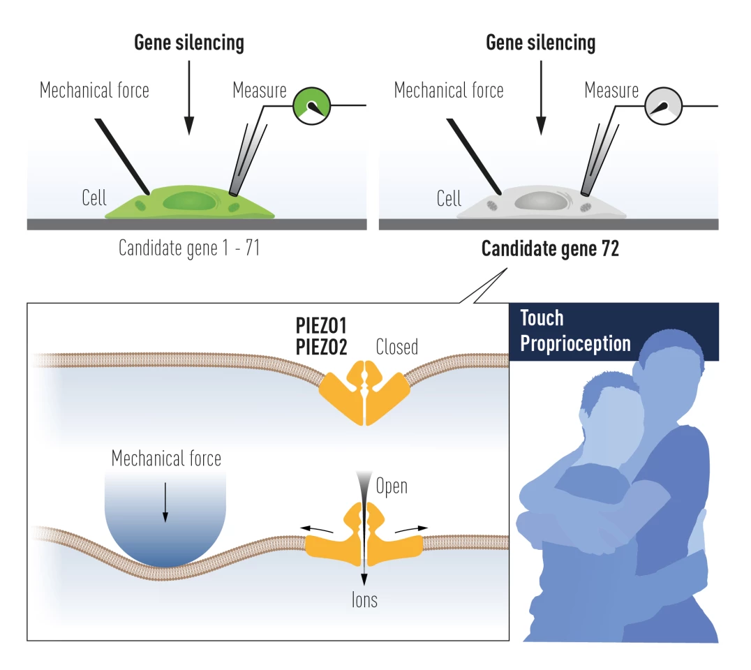 A diagram illustrating how the Piezo1 and Piezo2 receptors function to sense mechanical pressure, which earned discoverer Ardem Patapoutian half of the 2021 Nobel Prize in Physiology or Medicine