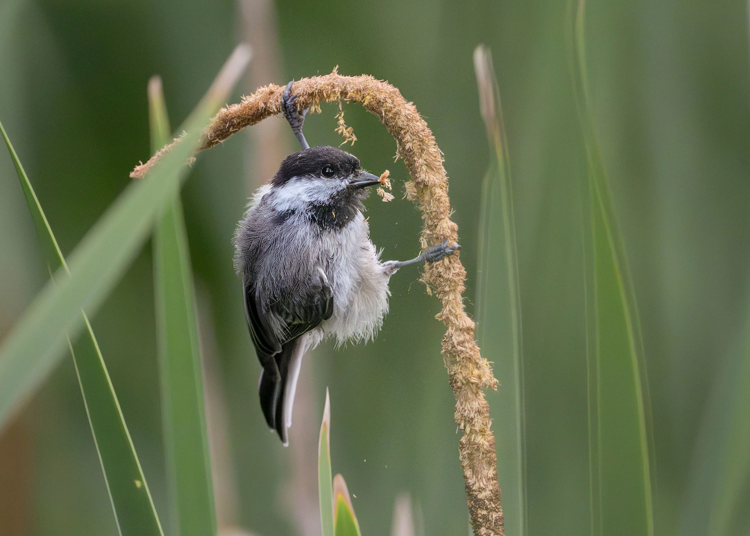Plants For Birds Winner: Black-capped chickadee (Poecile atricapillus) and broad-leaf cattail by Linda Scher, Wood Lake Nature Center, Richfield, Minnesota, US