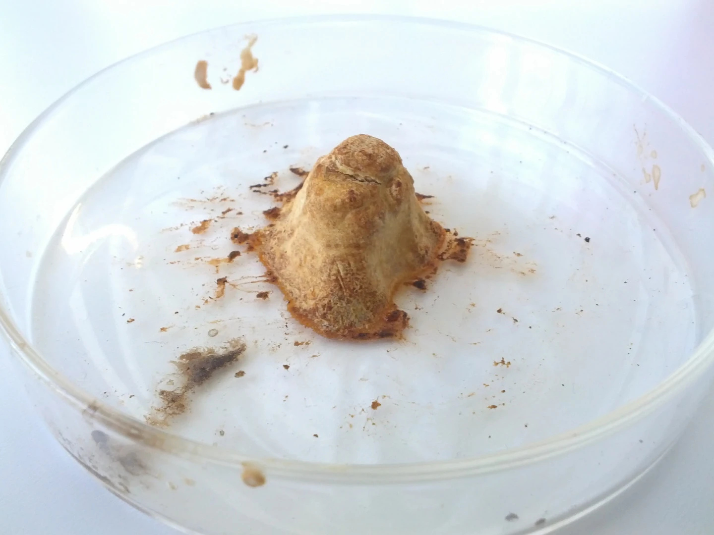 The powder used to create the synthetic horn