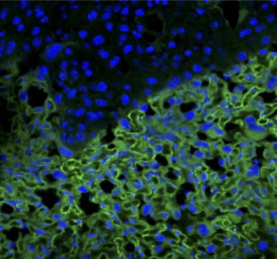 The image shows the the peptides binding to the placental labyrinth of a mouse