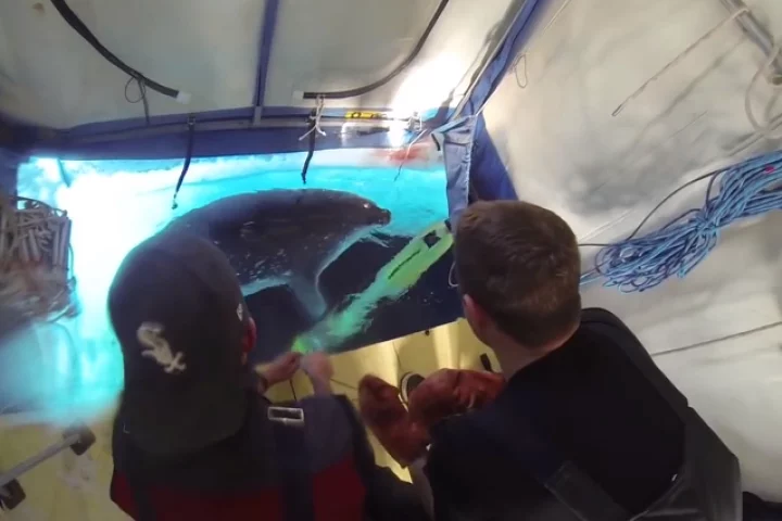 Scientists work around a seal, while launching the AUV through a hole cut in the ice (Photo: Aarhus University)