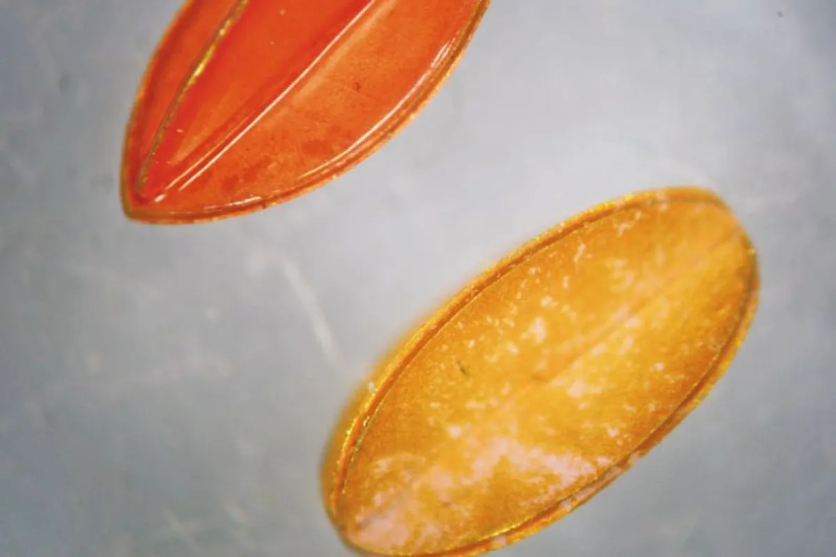 Scientist have developed microrobots that may be able to help prevent blindness