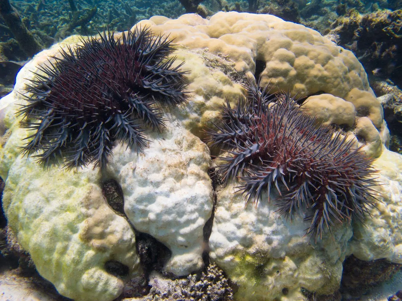 Vinegar had been experimented with in previous in attempts to counter the crown-of-thorns starfish epidemic, but without success