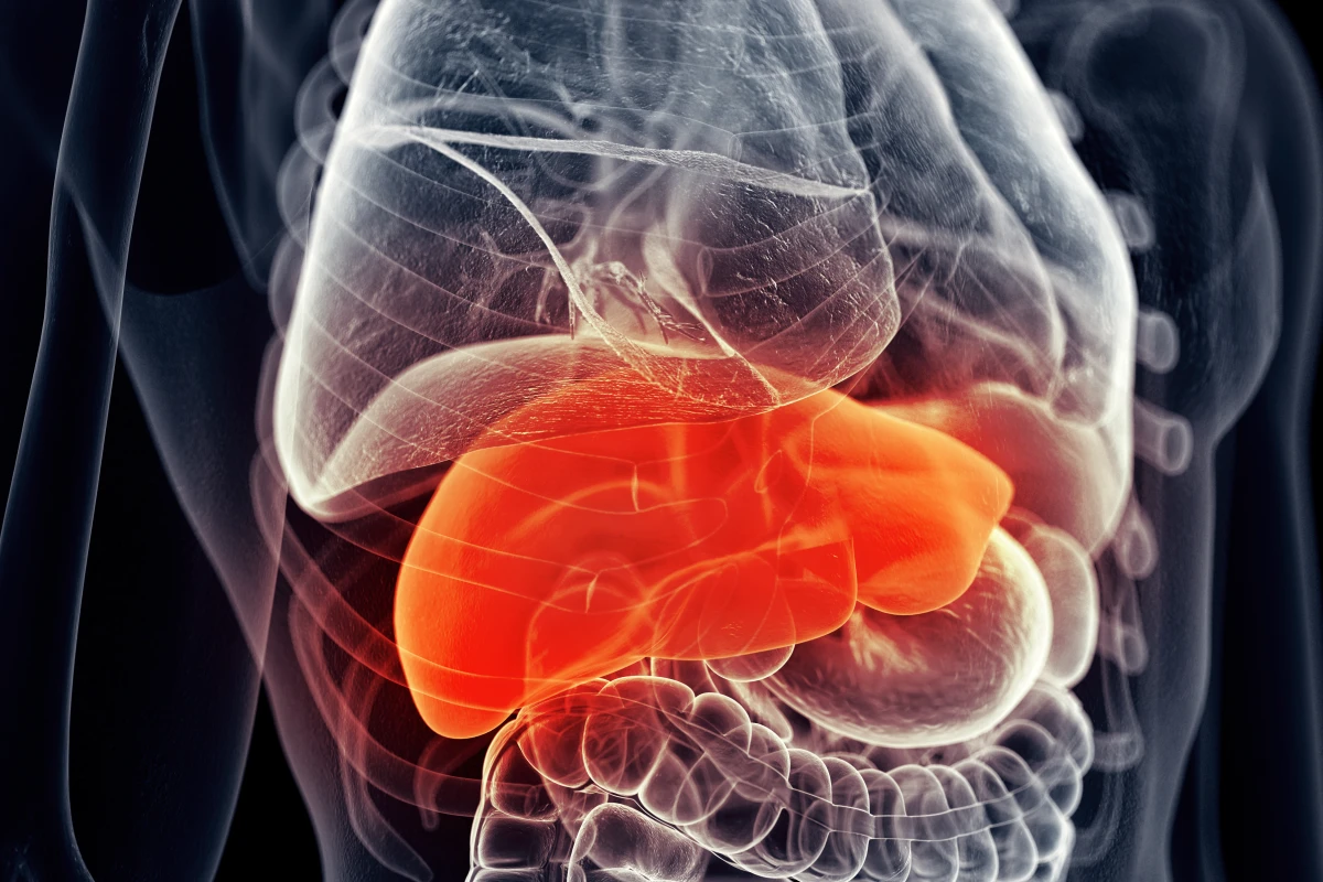 The engineered tissue reacted the same way to various drugs as the organ it's designed to mimic