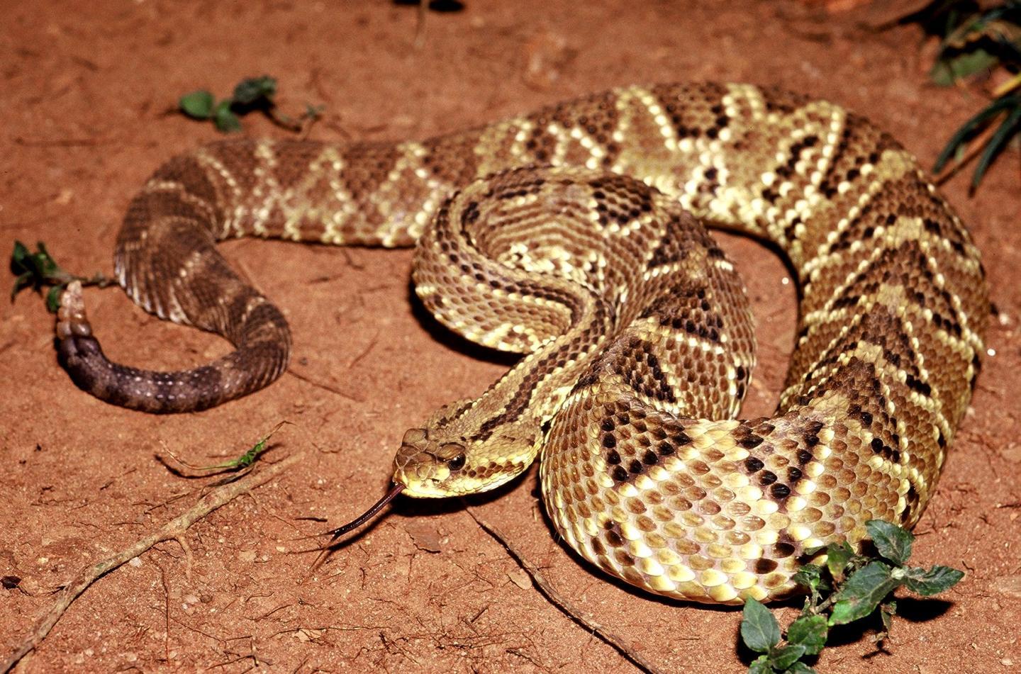 Rattlesnake venom compound points to promising new painkiller