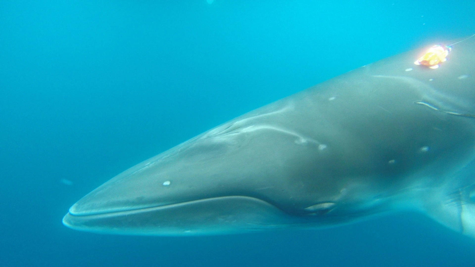 Minkes whales get their sustenance from krill or small fish