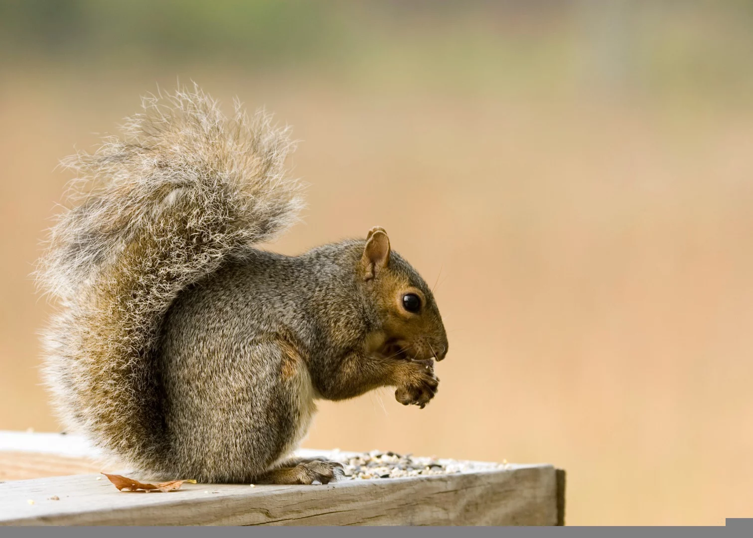 The findings might explain why squirrels are so good at surviving in cities, the researchers explain