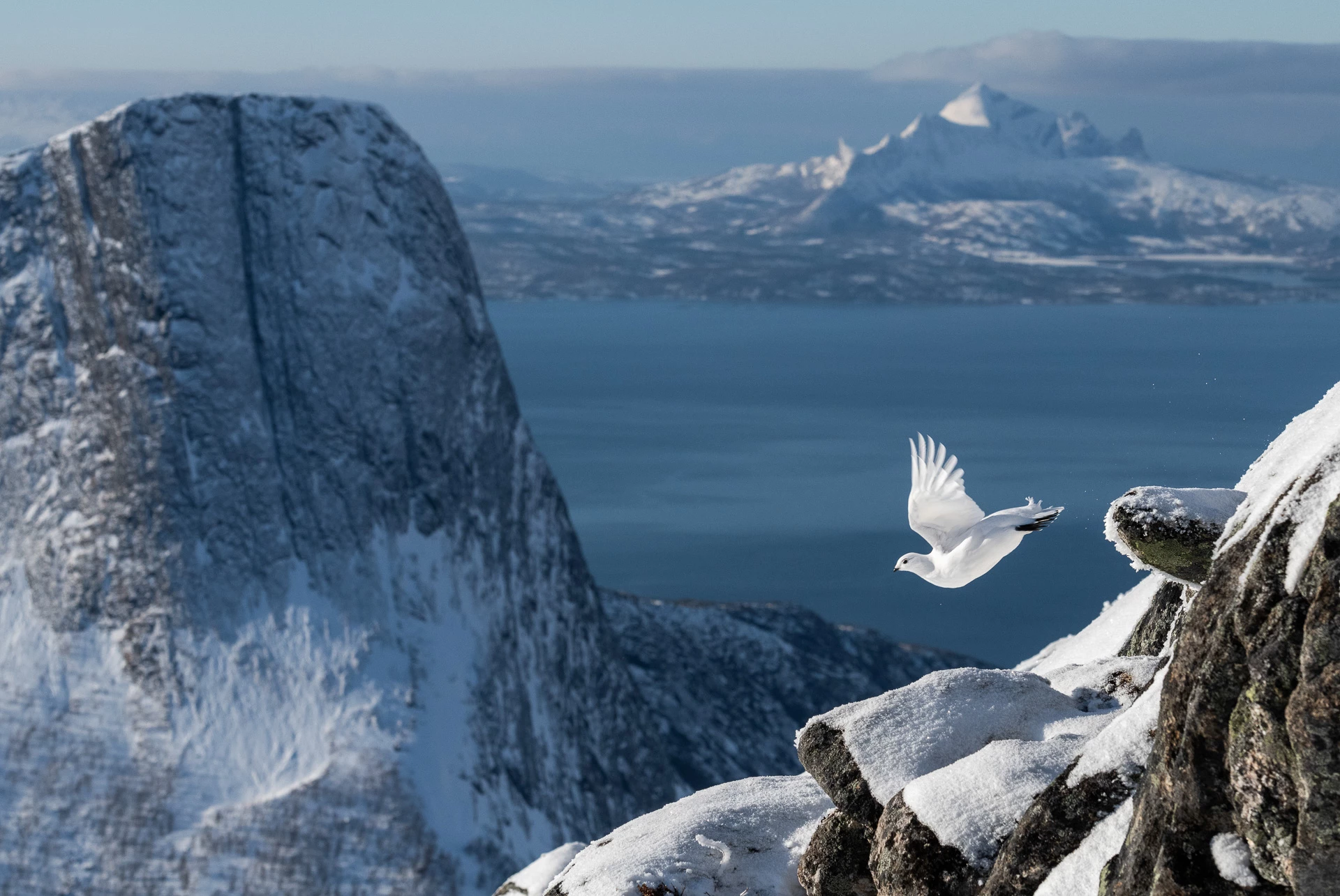 Overall Photographer of the Year. Rock Ptarmigan, Lagopus muta. Tysfjord, Norway