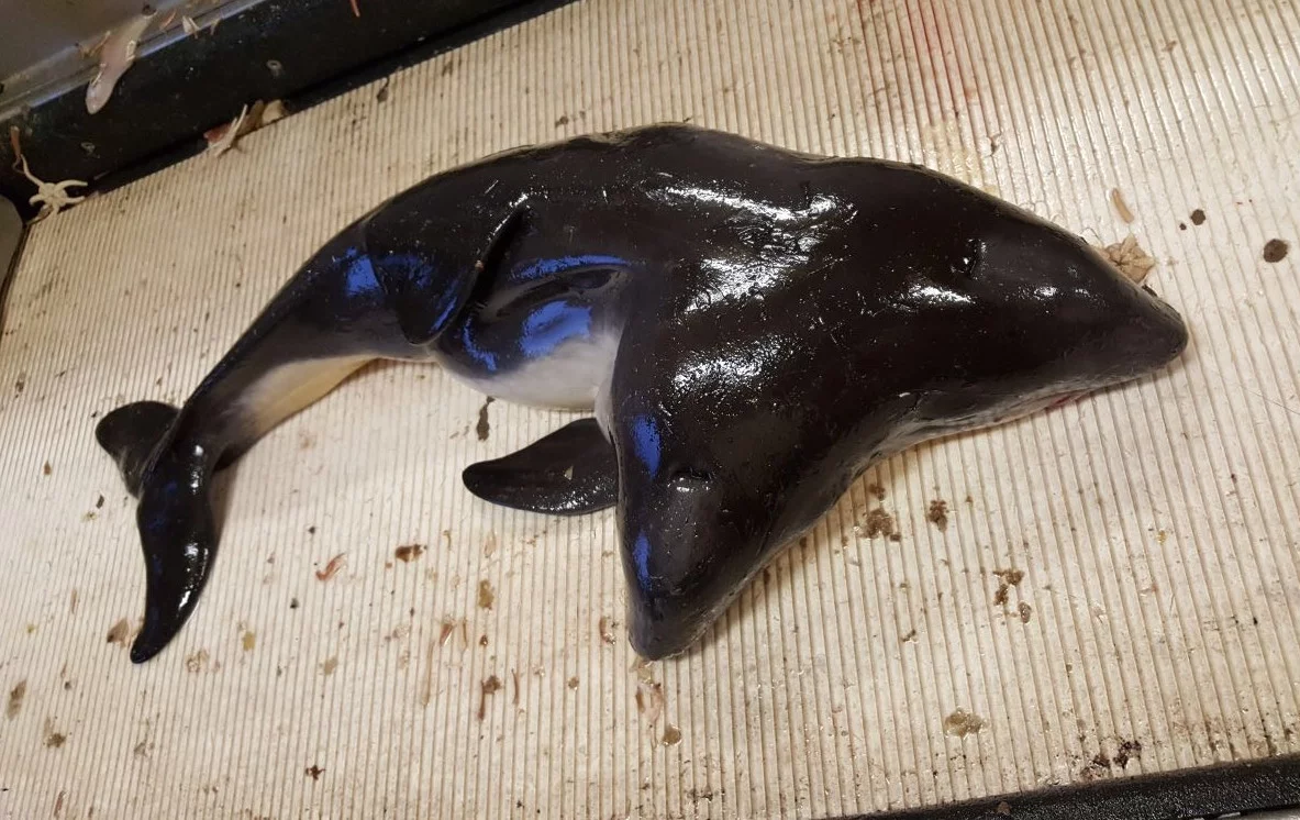 The scientists say the conjoined twins were baby porpoises, as the dorsal fin was not yet erected