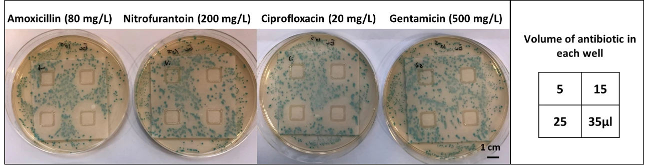 The four types of antibiotics included in the test kit