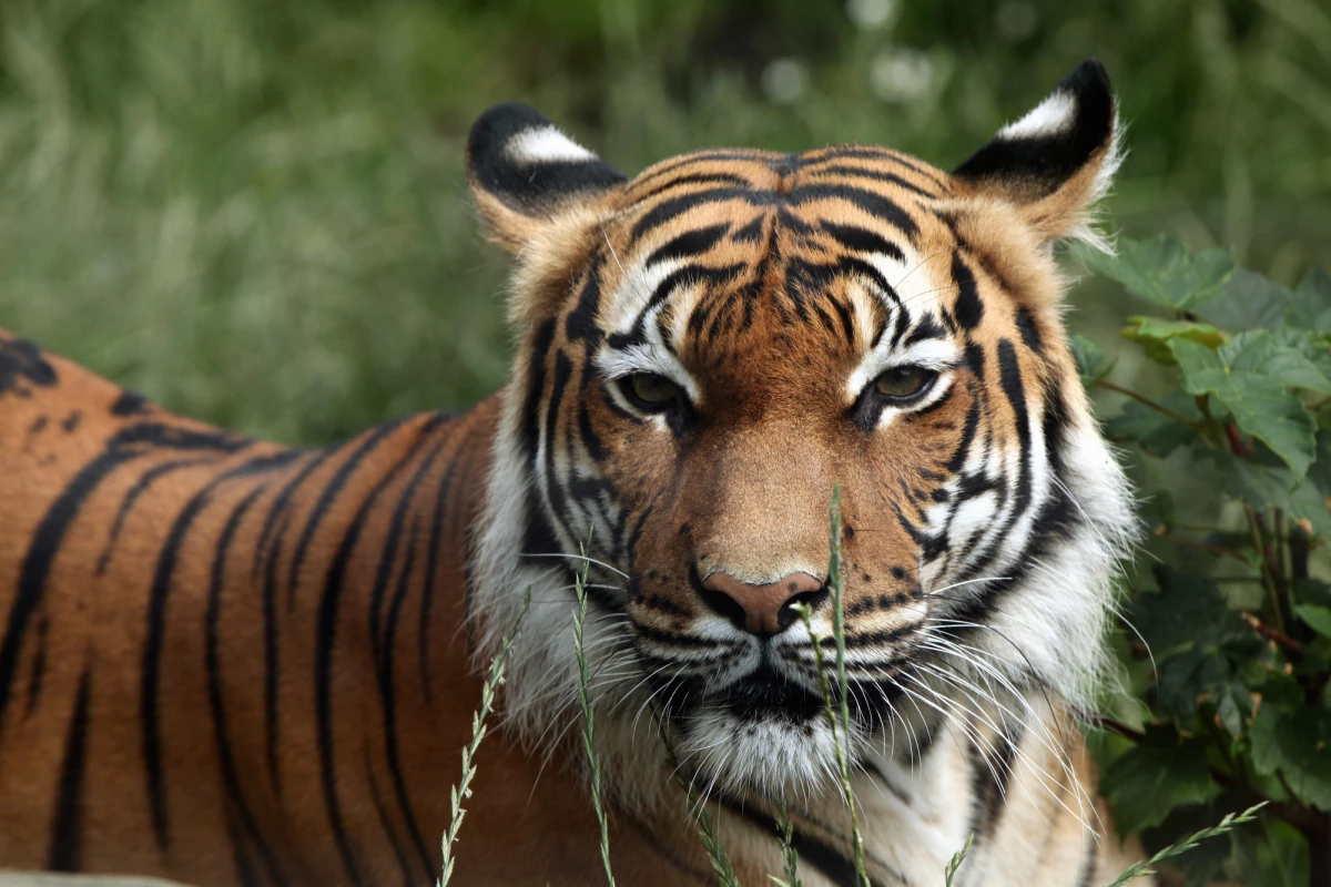 A Malayan tiger (not the individual pictured here) has tested positive for COVID-19 at Bronx Zoo
