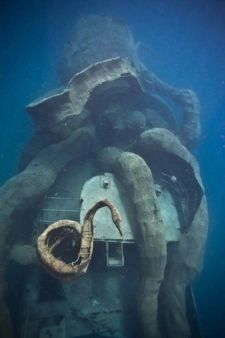 Three months after the ship was sunk the octopus frame is already taking on aspects of a young ecosystem