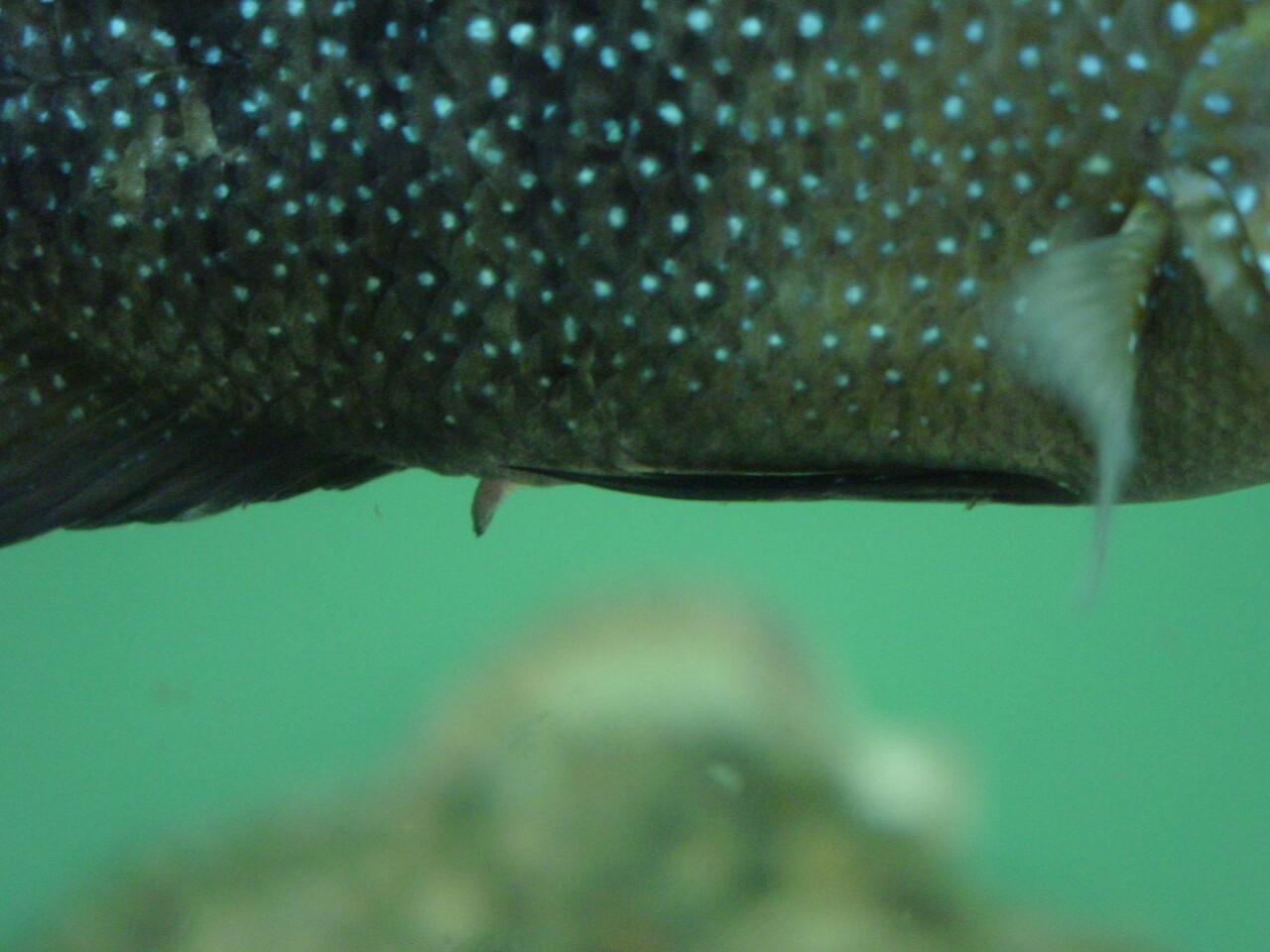 Sneaky fish darts past macho male to fertilize eggs
