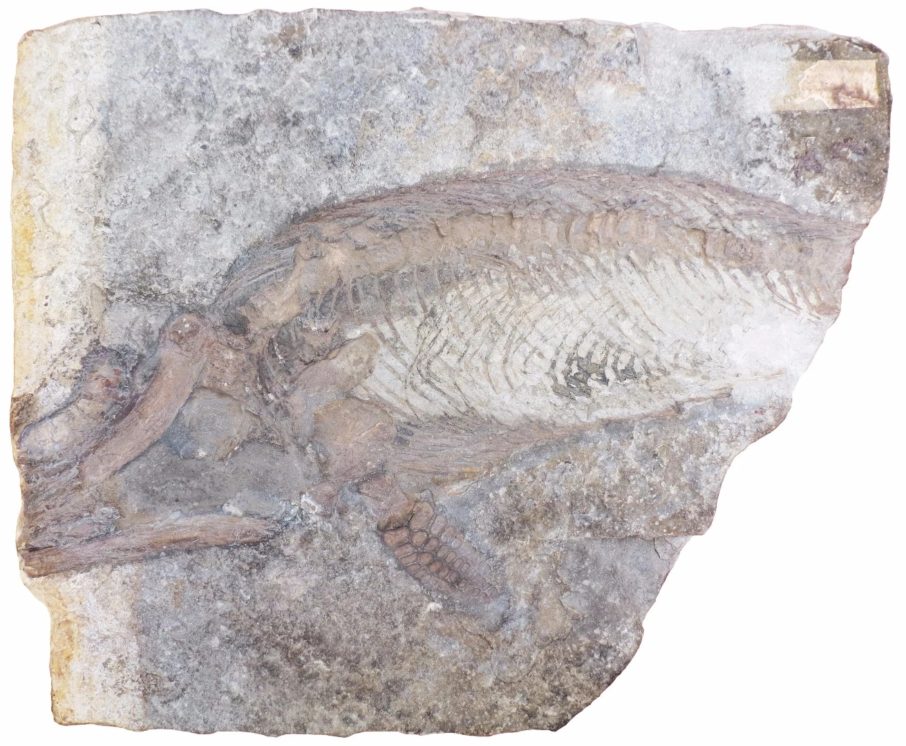 A small juvenile specimen of Protoichthyosaurus, from the collection of the Cole Museum of Zoology