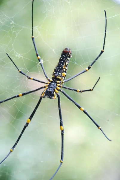 Nephila pilipes