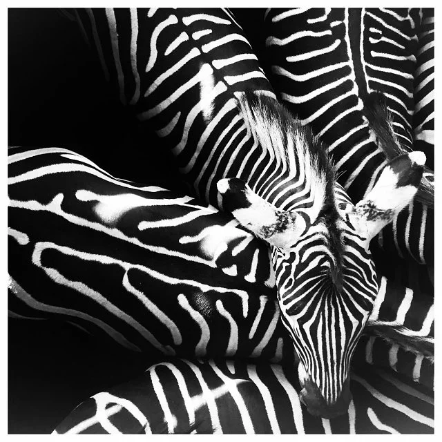 A judge's pick, Stripes on Stripes, zebras in South Africa