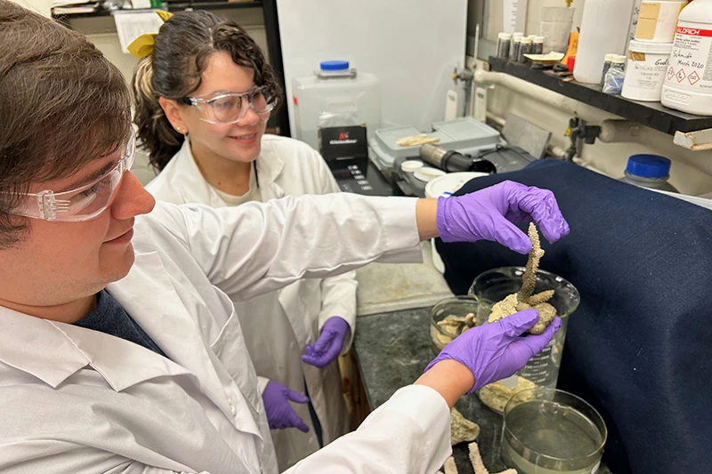 Graduate students Aaron Mena (left) and Jennifer Garcia Rodriguez use the glue to join segments of coral together