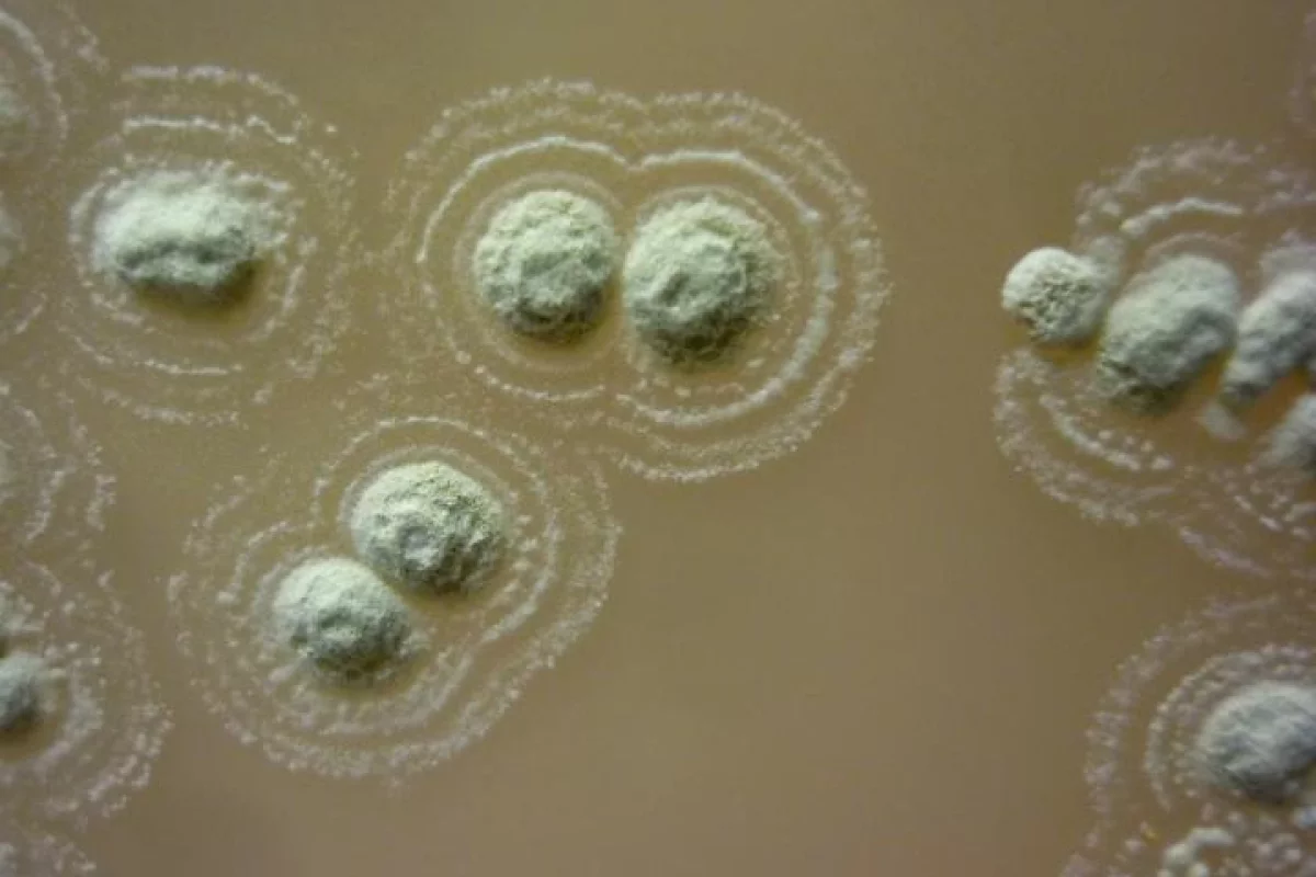 The newly-discovered bacteria strain Streptomyces sp. myrophorea, which has been found to produce potent antibiotics