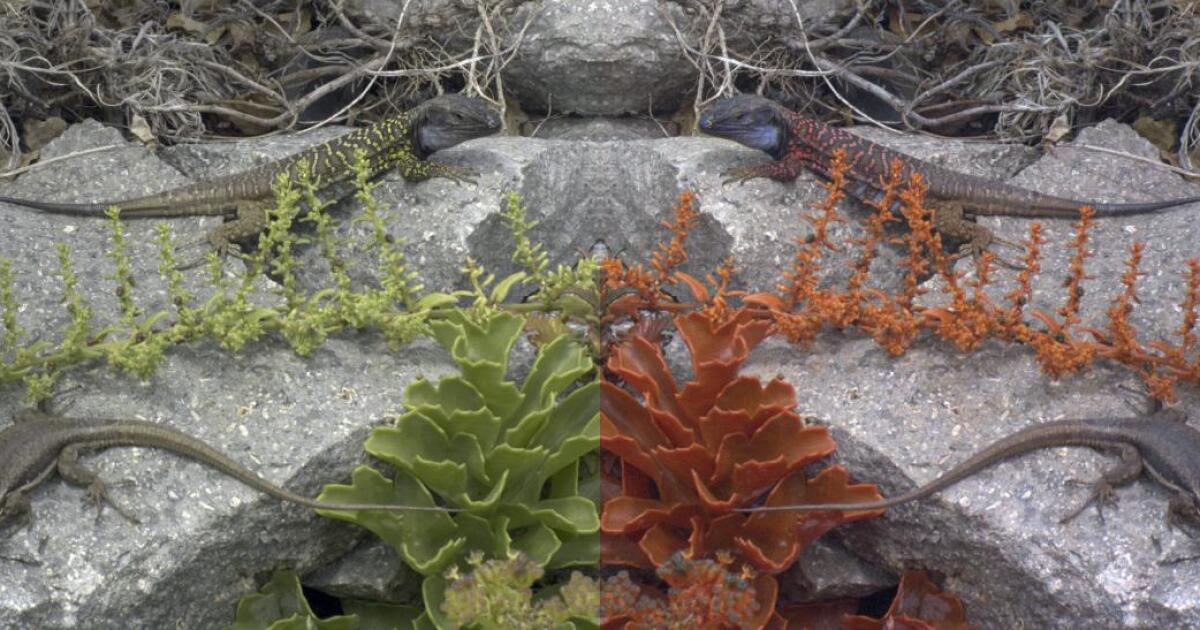 Как видят ящерицы. Ящерица занесенная в красную книгу. Как видят ящерицы. Ящерица тенерифе. Кескалтрик.