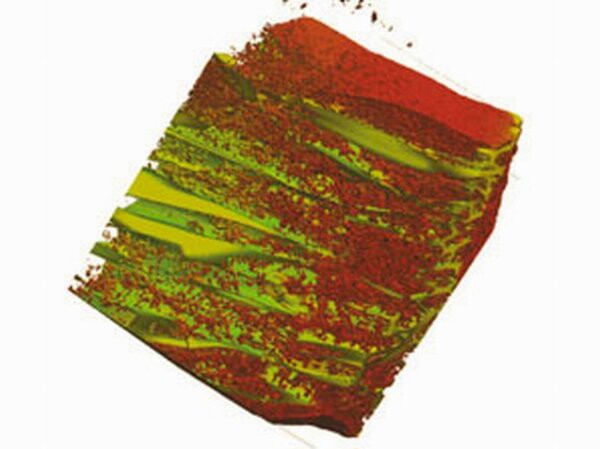 Experiments in a culture dish show that chick heart cells (red) do grow in the scaffold channels (green) at densities similar to those in a living heart (UW)