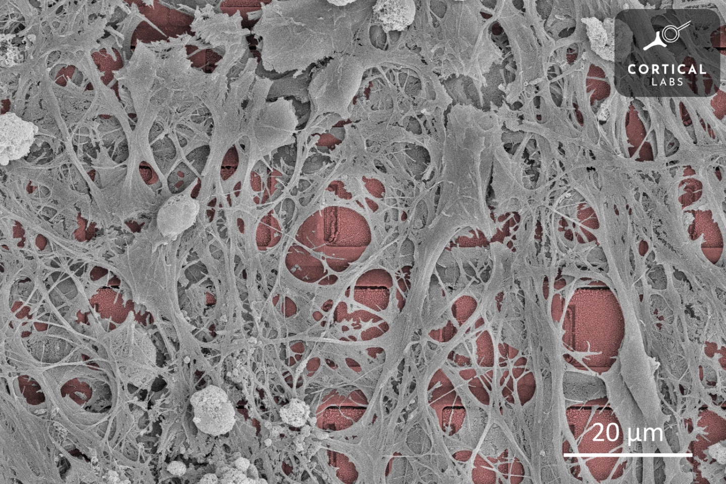 Human neurons growing on a Cortical Labs silicon chip