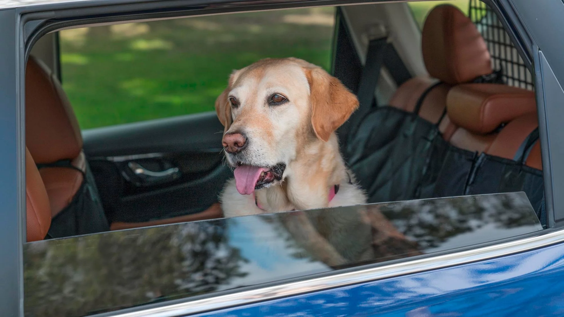 Built-in cameras and well-placed harness clips keep your dog in the back seat and capture the moments when he's interacting with the world outside the Rogue Dogue