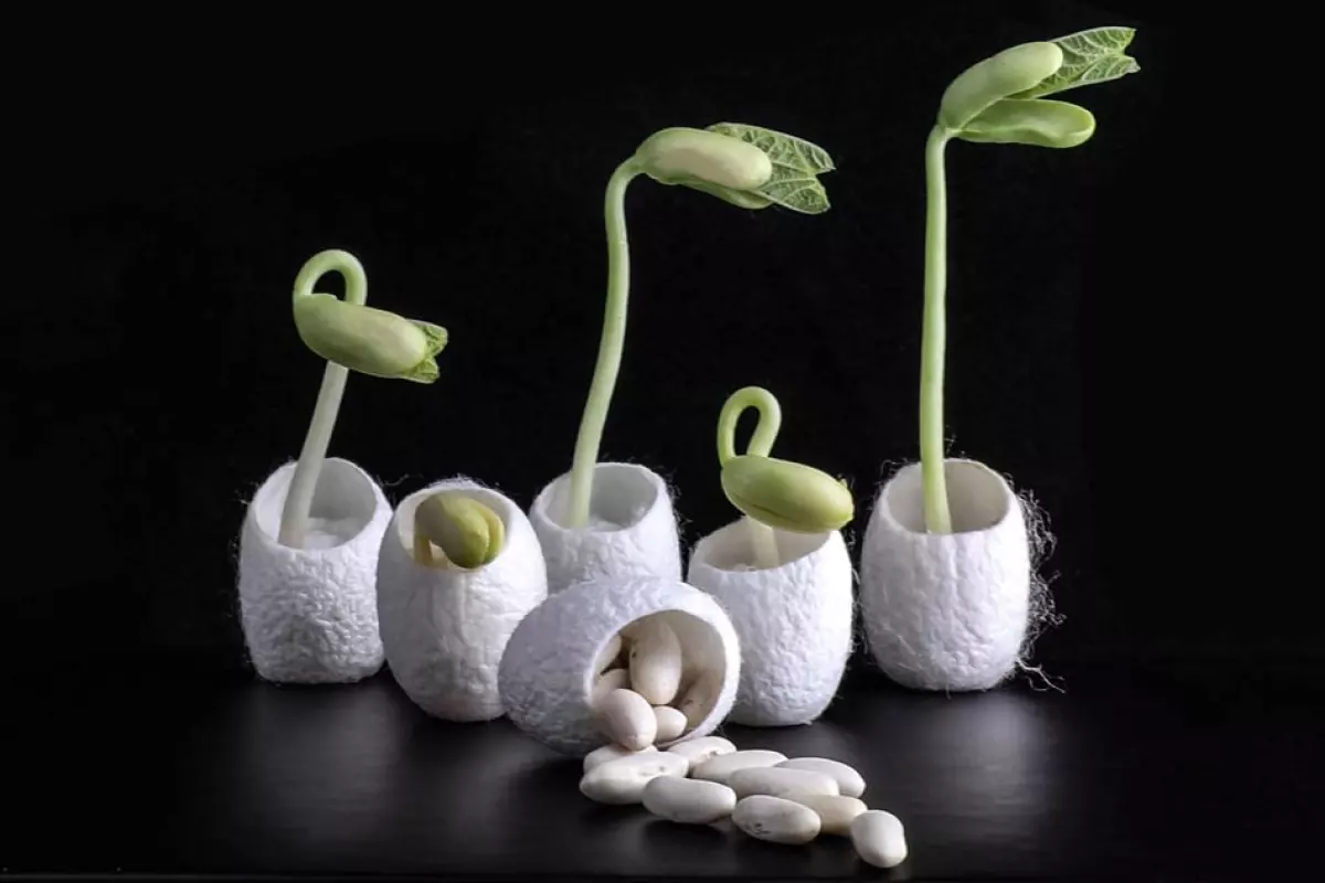 Silk derived from ordinary silkworm cocoons, like those seen here, has been mixed with bacteria and nutrients to produce a coating for seeds that can help them germinate and grow even in salty soil
