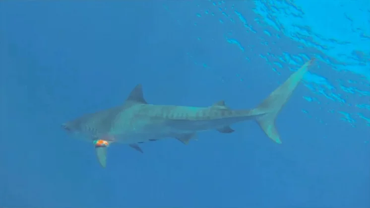 The video camera packages also include an accelerometer, a data-logging computer, and a VHF transmitter