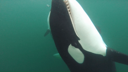 Killer whales offering up an ancient murrelet to humans, and then sharing it after people had inspected and returned it to the water