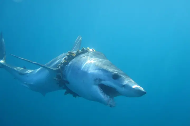 A shortfin mako shark with scoliosis of the back caused by tangled barnacle-covered fishing rope