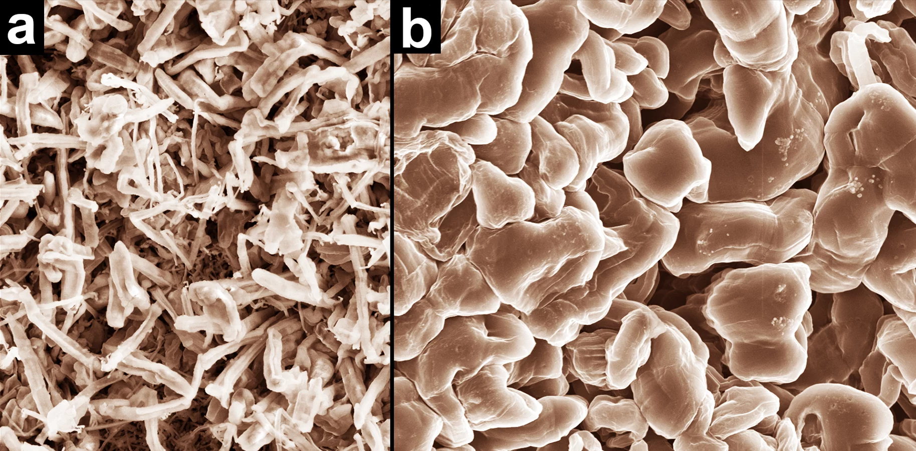 Scanning electron microscope images that show how normal electrolyte promotes dendrite growth (a, left), while PNNL’s new electrolyte produces smooth nodules that don’t short-circuit cells (b, right)