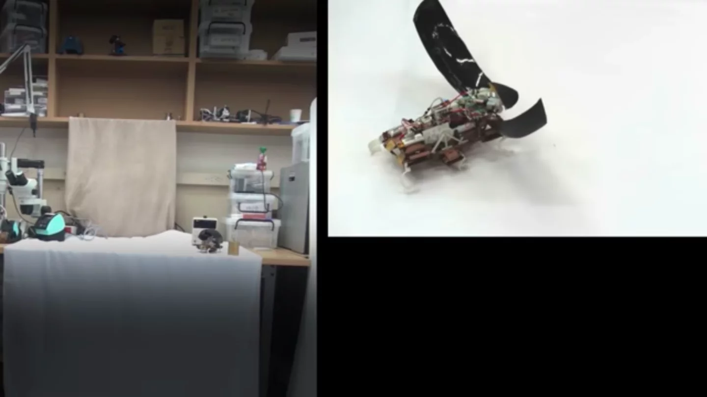 The JumpRoACH is able to right itself when it lands upside down by spreading its shell