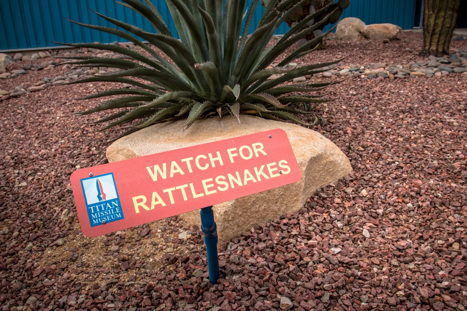Being in Arizona, rattlesnakes are a common visitor to the museum grounds