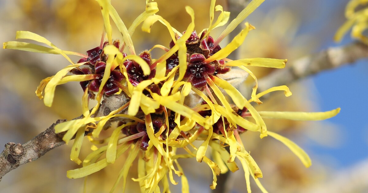 Seed-shooting plant could inspire better jumping robots Seed-shooting plant could inspire better jumping robots