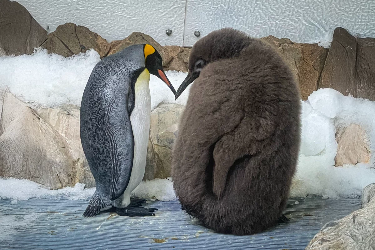 Enormous youngster Pesto makes an average-sized king penguin look tiny