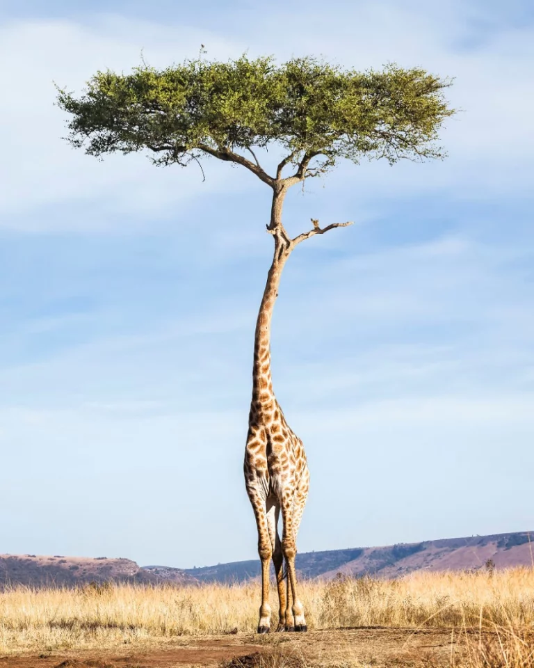 Tree Giraffe (Credit: Justin Peters CC BY-NC-ND 4.0)